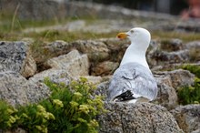 Silbermöwe - Larus argentatus