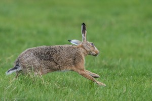 Crazy Rabbit