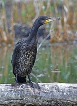 Junger Kormoran...