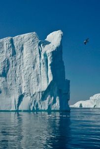 Eisberg mit Eissturmvogel