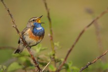 Gesang des Blaukehlchens ….