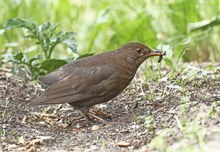 Charly Amsel "seine Frau"...