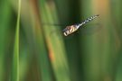 Herbst-Mosaikjungfer im Flug