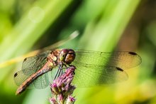 Große Heidelibelle (Sympetrum striolatum)