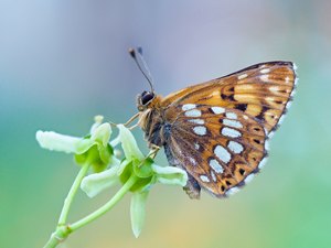 Der Schlüsselblumen-Würfelfalter,