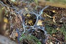 Yin und Yang oder Ordnung im Chaos