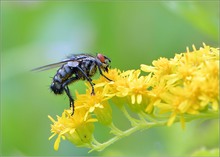 *Fliege auf Solidago*