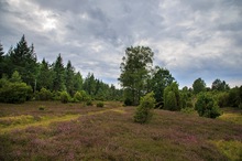 Wachholderheide