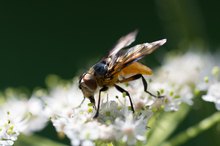 Eine Raupenfliege - Doku