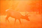 Wapiti