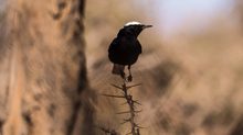 Wüstenvogel, Steinschmätzer