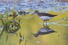 Waldwasserläufer