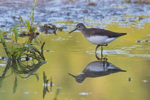 Waldwasserläufer