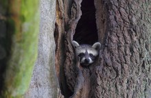 junger Waschbär