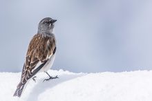 Schneesperling (-fink), (Montifringilla nivalis)