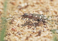 Cicindela hybrida...