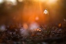 Ein Männlein steht im Walde