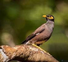 Hirtenmaina (Acridotheres tristis melanosternus)