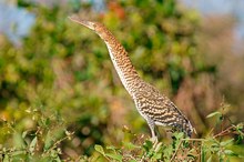 Marmorreiher Jungvogel