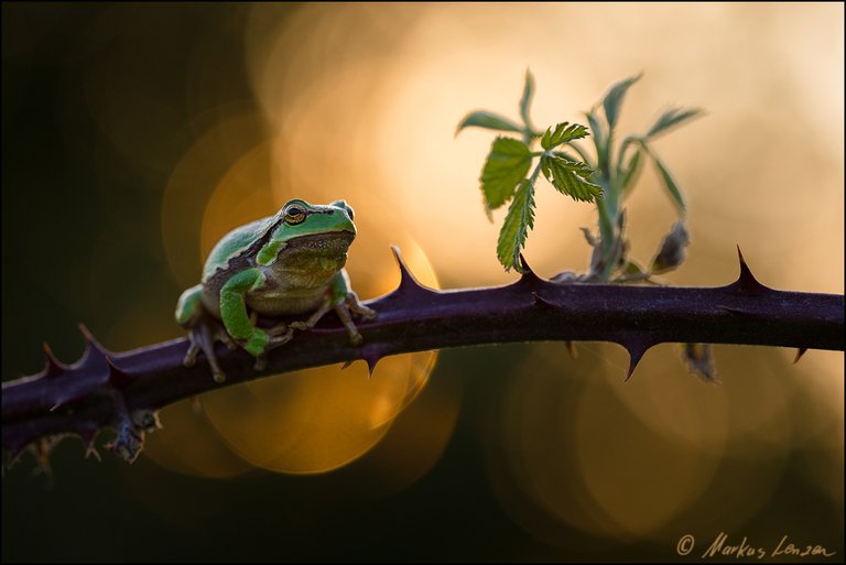 Laubfrosch im letzten Sonnenlicht