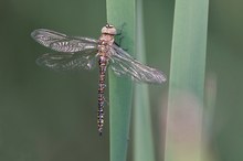 Herbst-Mosaikjungfer (Weibchen)