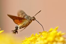 Taubenschwänzchen (Macroglossum stellatarum)