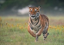 Amurtiger