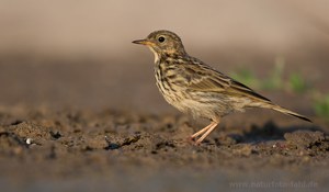 Noch ein brauner Vogel auf braunem Grund - hier der Wiesenpieper