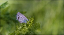 Ein neuer Blauer