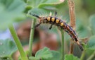 Schlehenbürstenspinner-Raupe