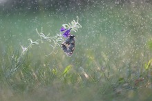 ~ butterfly and rain ~