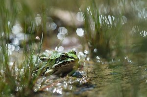 Grünfrosch