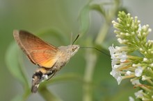 Taubenschwänzchen