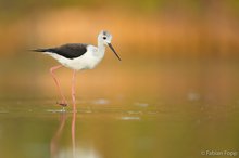 Stelzenläufer (Himantopus himantopus)