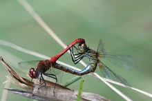 Paarungsrad der Blutroten Heide-Libellen