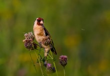 Distelfink im Abendlicht