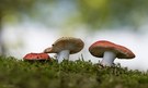 Die Täubling Familie