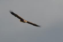 Seeadler