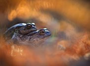 Farben des letzten Herbstes