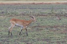 Rote Letschwe Antilope