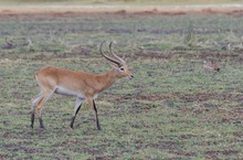 Rote Letschwe Antilope
