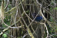 Nationalvogel British Columbia,
