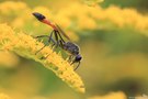 Gemeine Sandwespe (Ammophila sabulosa)