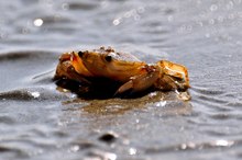 Gefährlicher Strandspaziergang