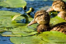 Ente im Seerosenbad