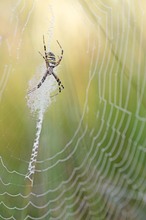 Spinne im Sonnenlicht