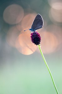 ~ Wiesenknopf mit Gästen ~