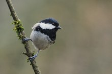 Tannenmeise (parus ater)