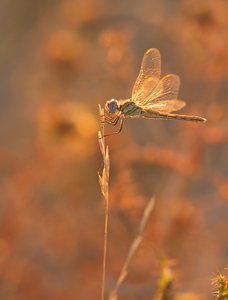 Sympetrum Fonscolombii im letzten Gegenlicht