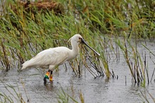 Löffler (Platalea leucorodia)